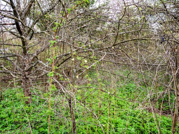Underbrush Clearing in Folsom